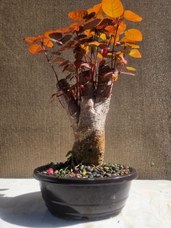 Old Caribbean copper (  Euphorbia cotinifolia ) Bonsai Tree