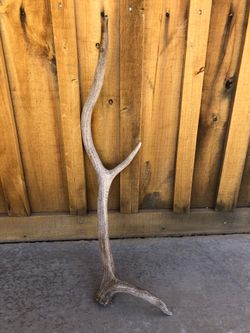 Elk Antler