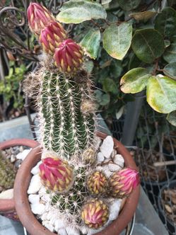 Cactus plant