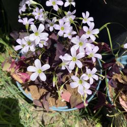 Oxalis triangularis