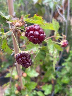 Blackberry Plants- Grape Vines- Strawberry Plants- Gooseberry Plants- Currant Berry Plants- Olallieberry Plants- Blueberry Plants- White Blackberry Pl