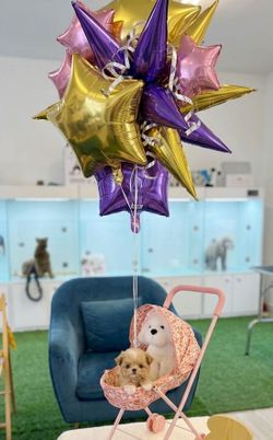 Party Maltipoo Stuff Balloons