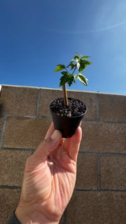 trident maple tree in a .025 cup