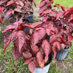 Red Copper leaf Plants
