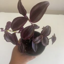 Tradescantia Zebrina in 4” pot