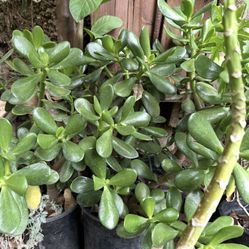Planta De Moringa Prodijiosa Siempre Viva Chaya Lengua De Suegra 