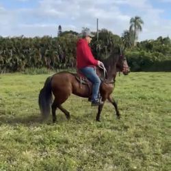 Beautiful  mare available.