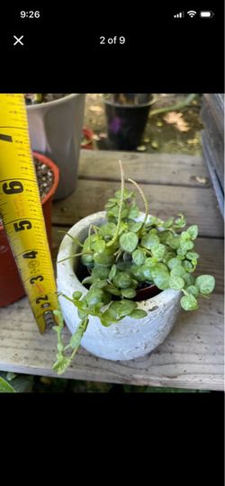 Full/lush/trailing 2” pot string of turtle, cement cover pot not included; 95820