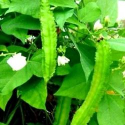 Dragon Bean Seedling Plant Ready To Plant To Produce Hundreds Of Fruits Pack 2