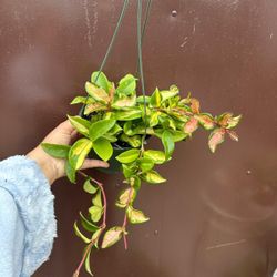 6” hoya tricolor