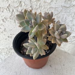 4 Inch Pot Succulent Plant - Hybrid Graptosedum Ghosty - Rooted & Established - Drought Resistant 🪴