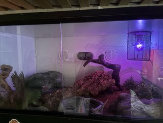 Ball Python + Enclosure
