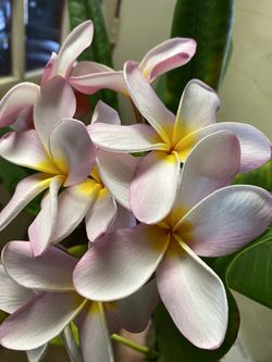Beautiful potted plumeria cuttings pink/white
