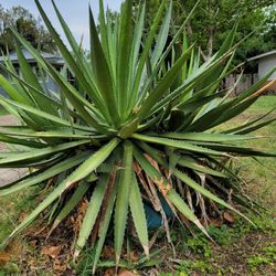 Lechuguilla Agave Plants