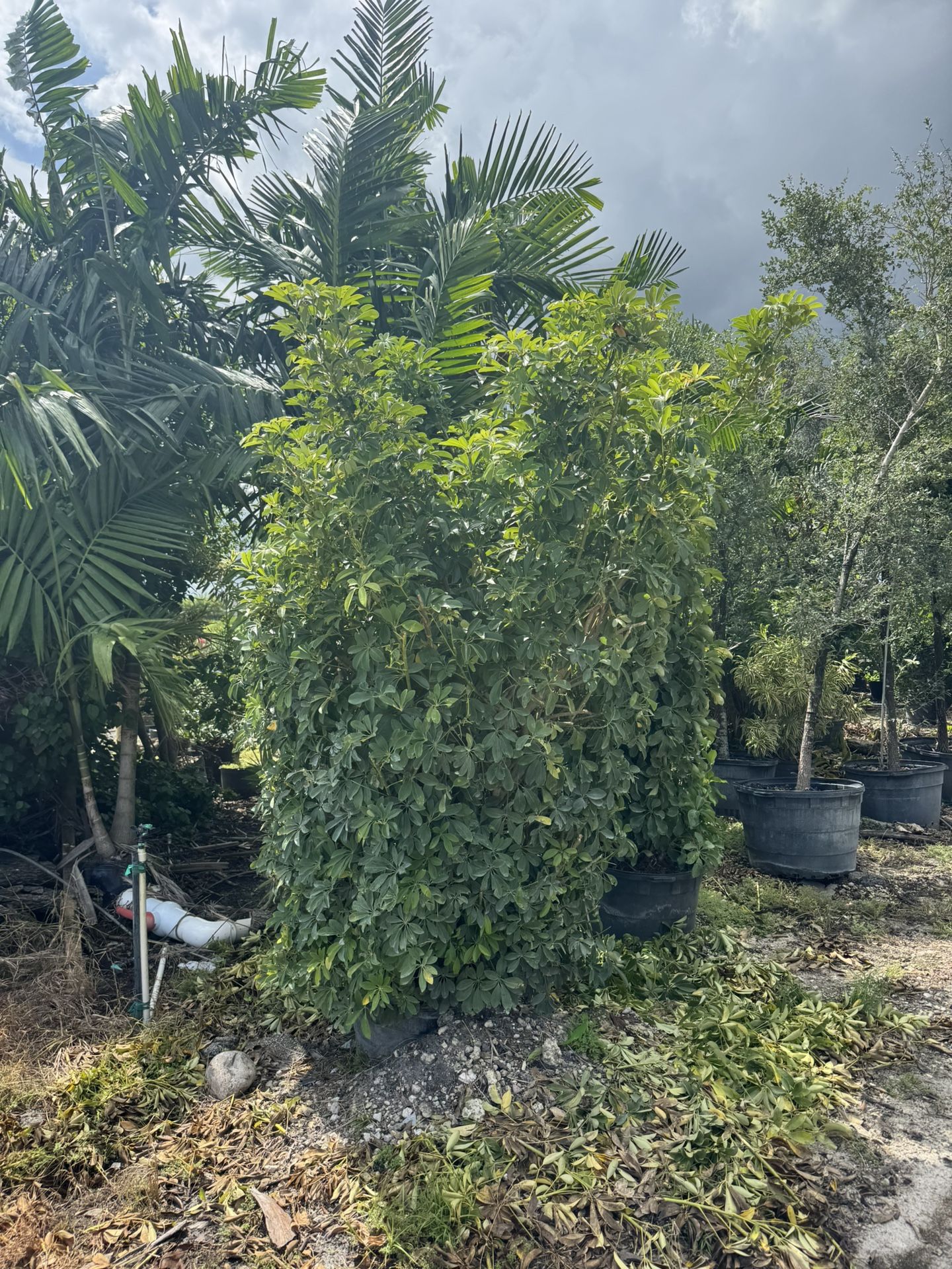 Arboricola Hedges 25 Gl