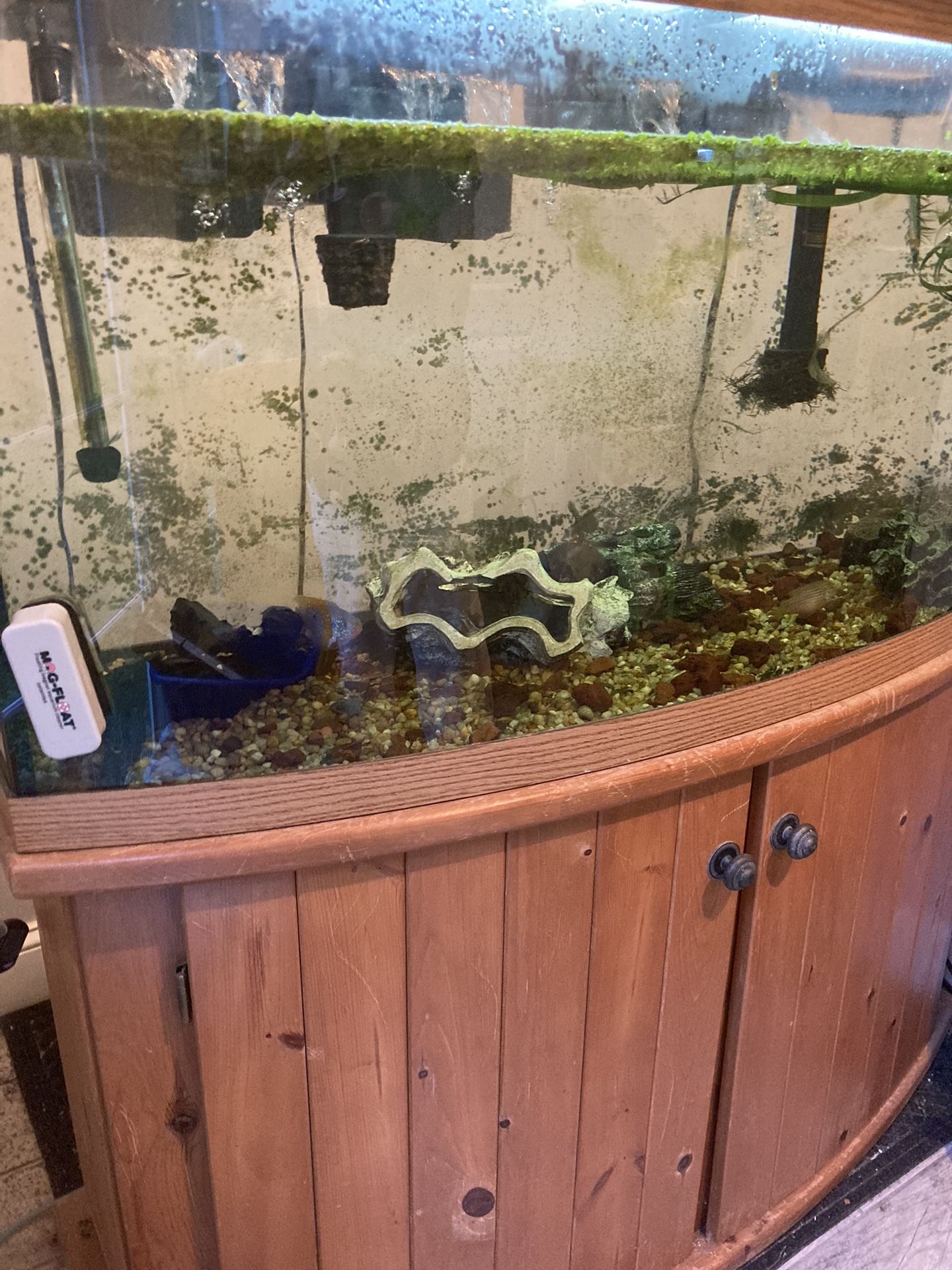 72 Gallon Bow Front Glass Fish Tank Aquarium + Stand