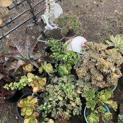 Succulents