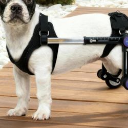 Dog Wheel Chair Letpetrun Size 2 XS