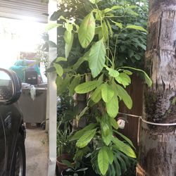 Avacado Tree $40 😊