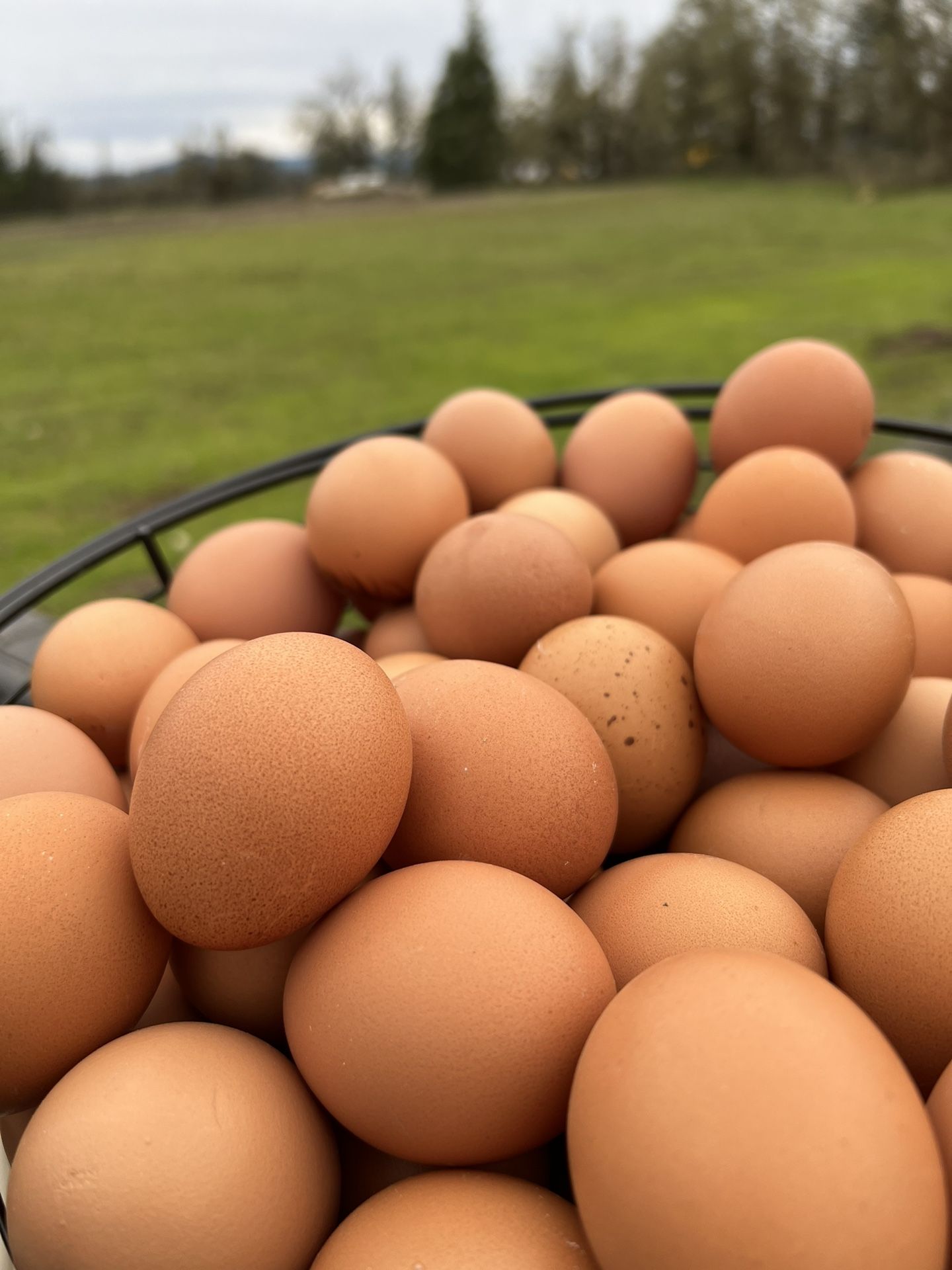 Organic Eggs