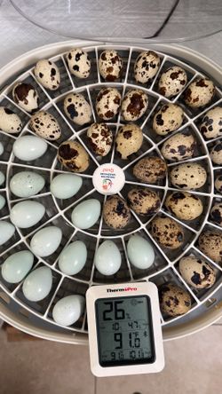 Fertile JUMBO Quail Eggs