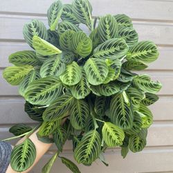 huge 8” maranta lemon lime super full 