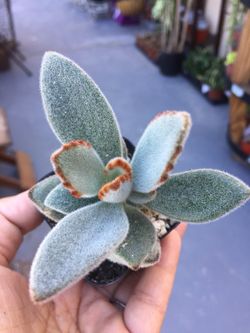 Succulents 2”