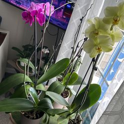 12 orchids... big $13 average $7 different colors all...