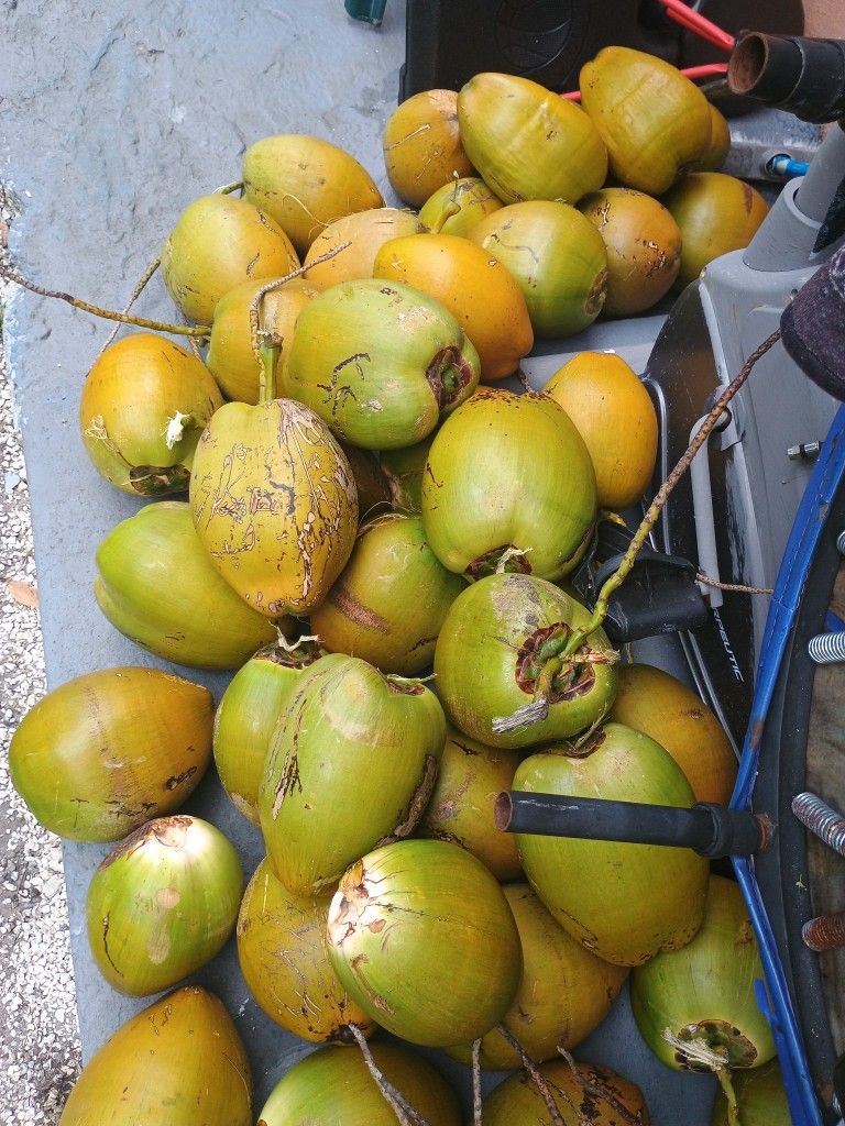Green Coconut With Water