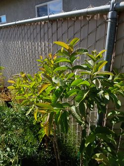 Guava/Guayaba Trees