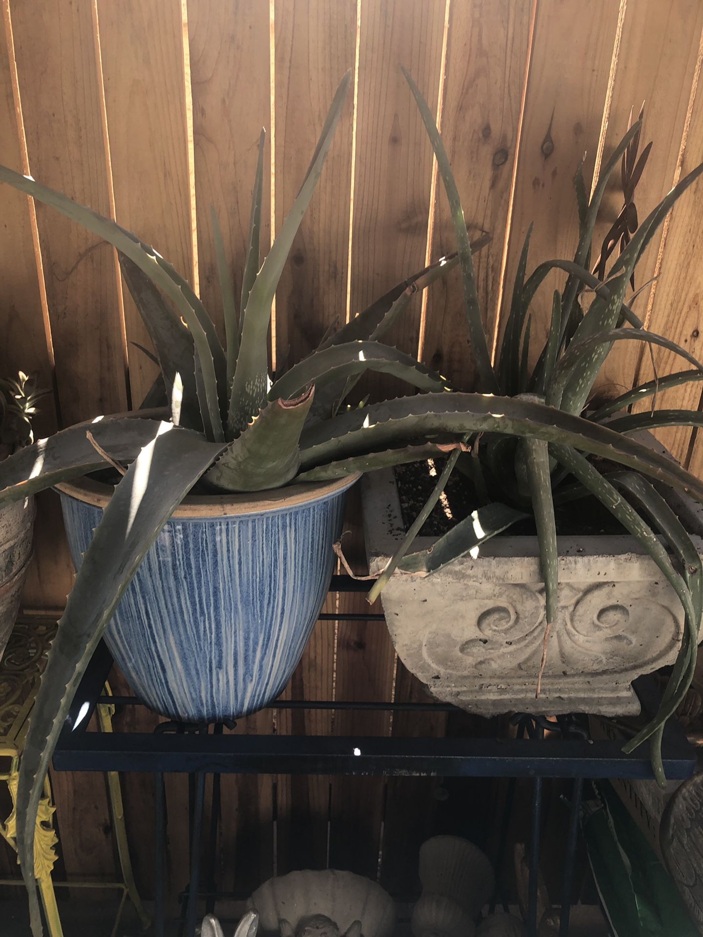 Aloe Vera plants is pot
