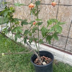 Lantern Plant