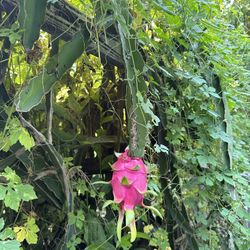 Dragon Fruit Plant 