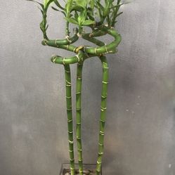 Lucky Bamboo Plant.