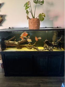 135 gallon aquarium masters fish tank and stand