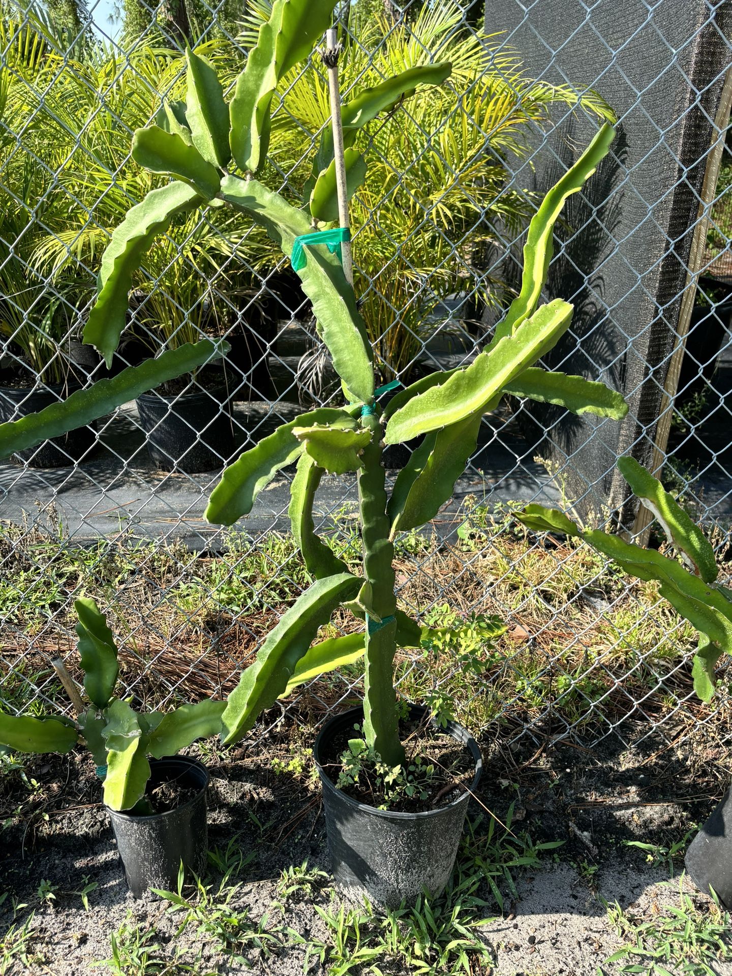 Dragon Fruit Plants