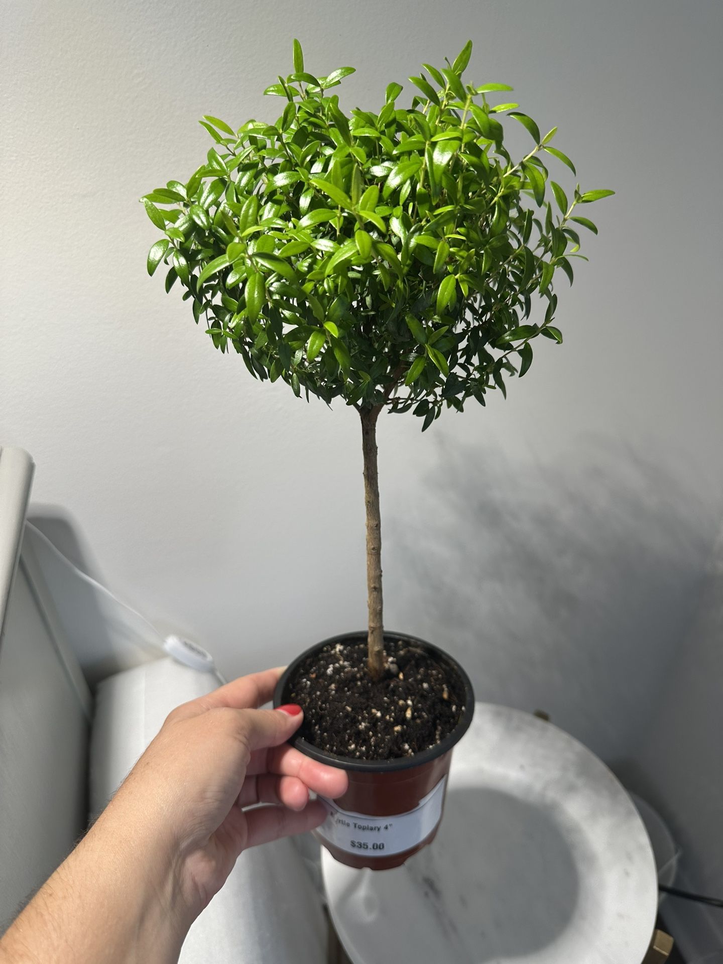 Cute Myrtle Topiary