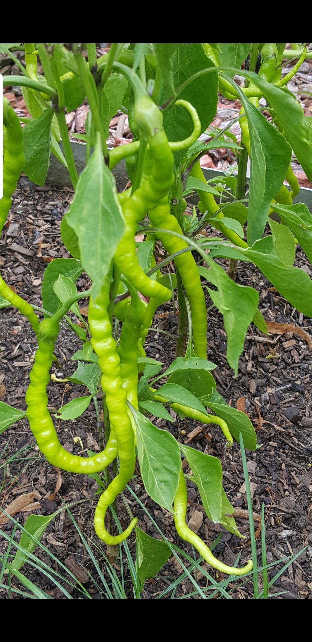 Organic pepper plants