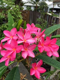 Plumeria cuttings(most rooted)10-30