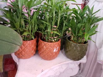 Lucky Bamboo $12/each