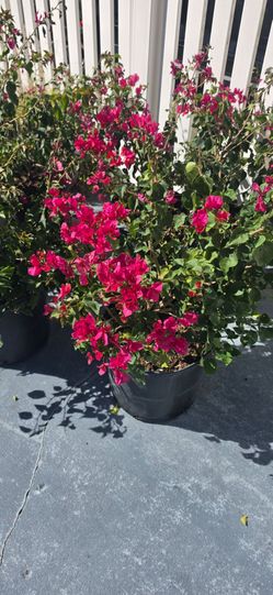 7 gal Bouganvillea