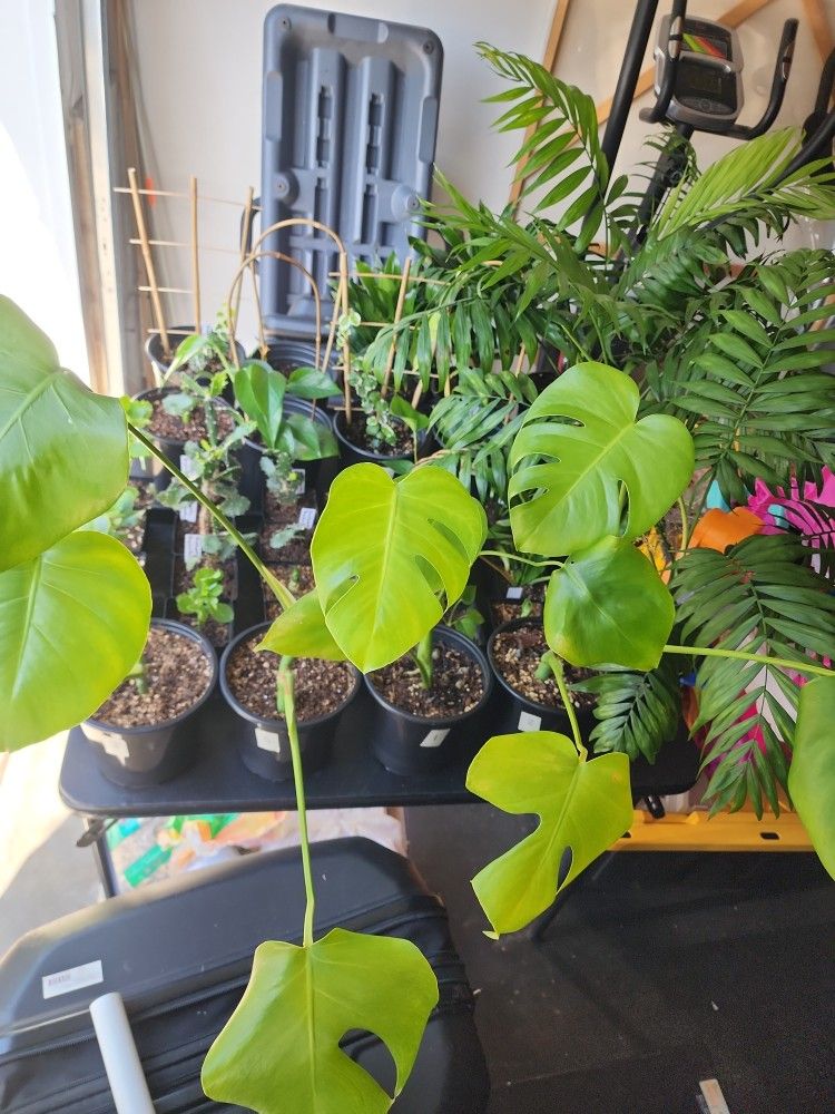 Plants For Sale