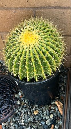 Cactus plant