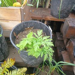 Bleeding heart plant
