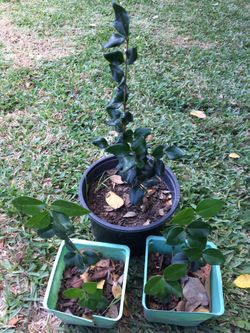 Boxwood Wintergreen Shrub