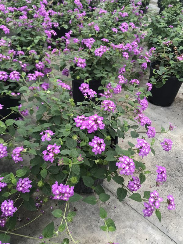 Purple Trailing Lantana 1 gallon for Sale in Houston, TX OfferUp