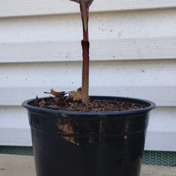Giant Canna Lily (Orange)