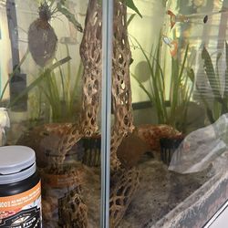 14g Square Aquarium with Established Plants