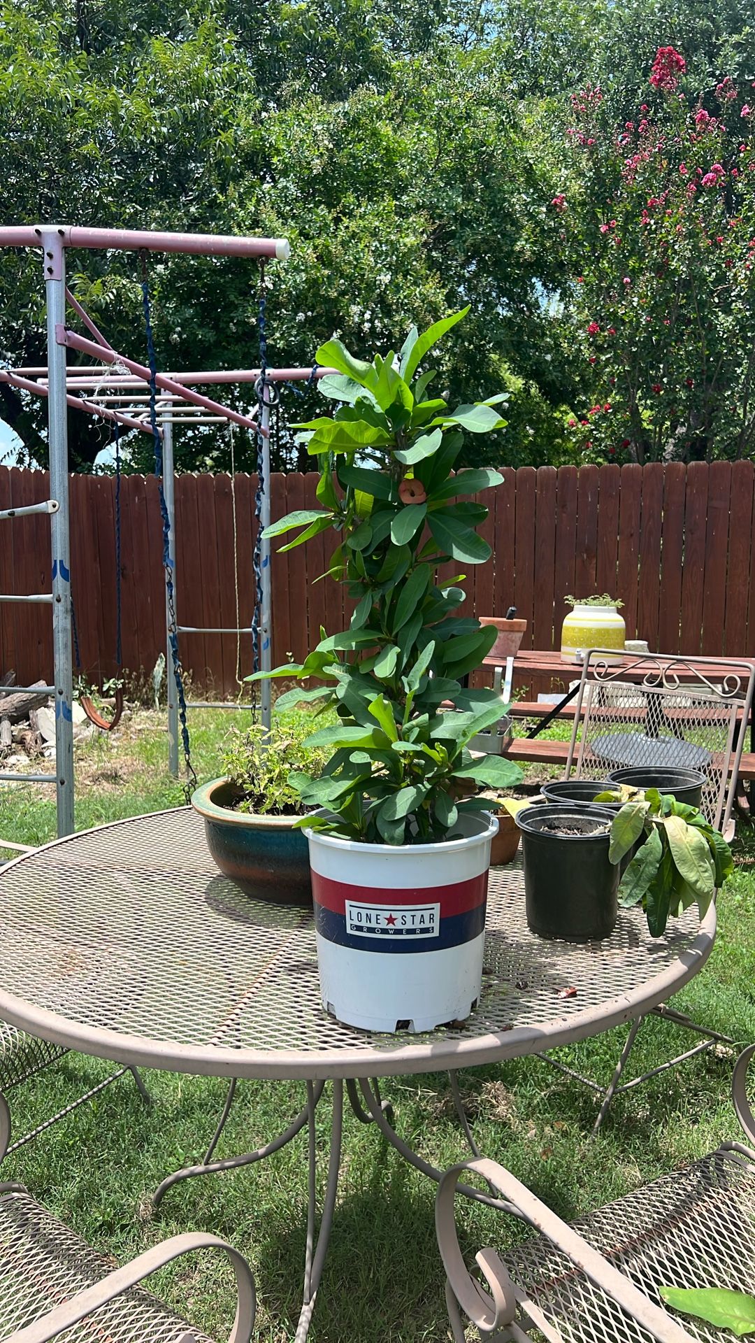 Plants