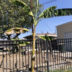 Bananas 🍌 Tree 